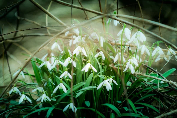 Snowdrops in forest — Stock Photo, Image