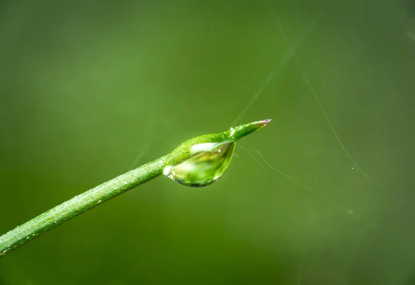 Dew drop på gräs — Stockfoto