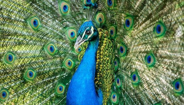 Mannetje van Indiase Pauw — Stockfoto