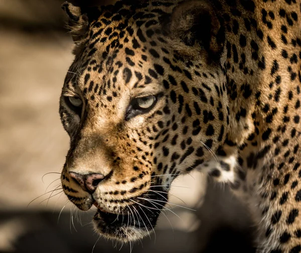 Ланкийский леопард — стоковое фото