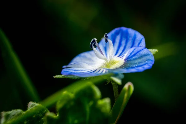 Macro anémone bleue — Photo