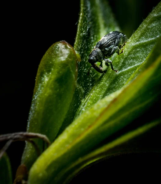 Litlle  bug on leaf — Stock Photo, Image