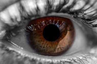 Kahverengi insan gözü makro