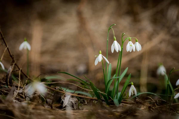 Snowdrops in forest — Stock Photo, Image