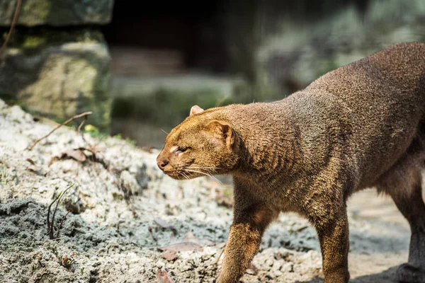 Zdjęcie z Jaguarundi — Zdjęcie stockowe