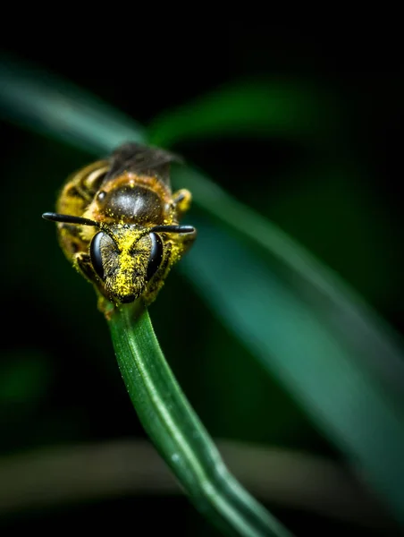 Litlle wasp op gras — Stockfoto