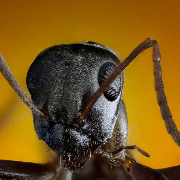 Экстремальная макрофотография муравьёв — стоковое фото