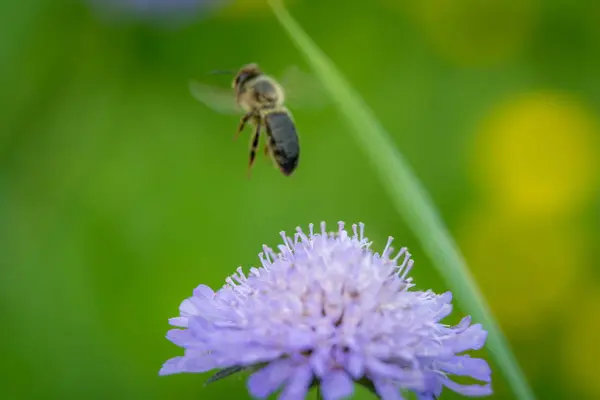 Цветок и пчела — стоковое фото