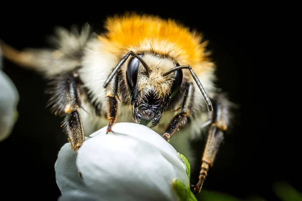Bumblebee makro fotoğraf — Stok fotoğraf