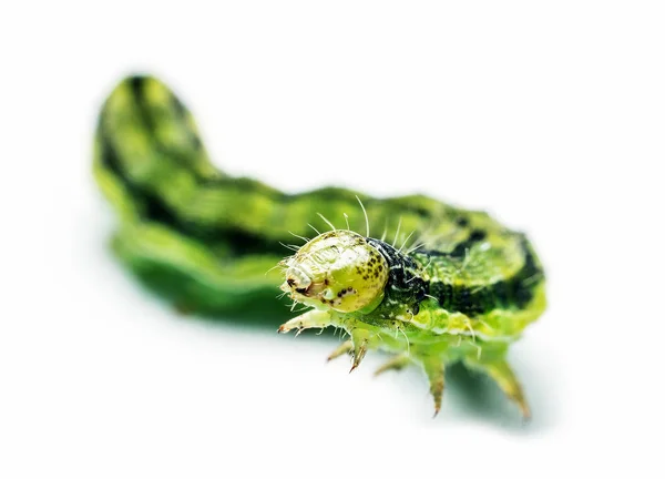 Makroszintű Zöld caterpillar — Stock Fotó
