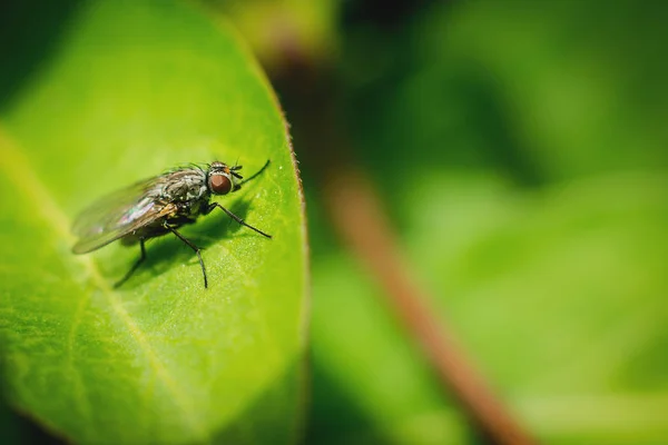 Маленькая муха на листе — стоковое фото