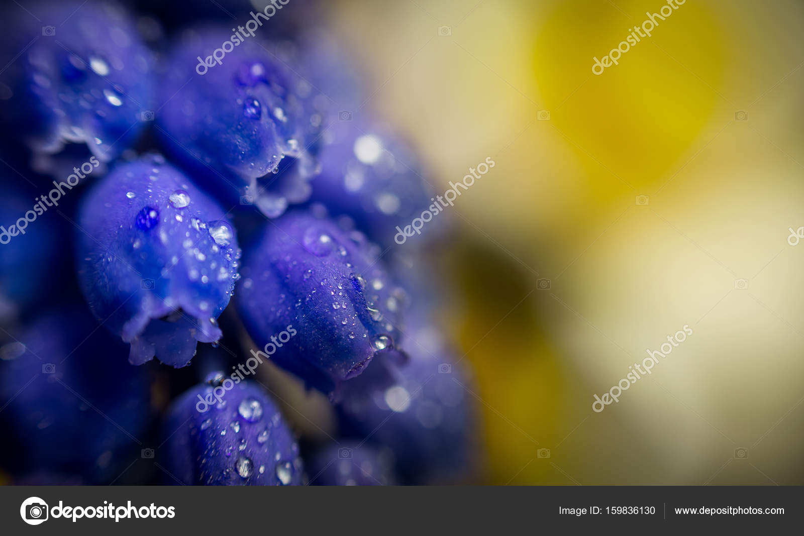 Blue Flower With Water Drops Stock Photo Image By C Stockfotocz2 Blue Flower With Water Drops Stock Photo Image By C Stockfotocz2