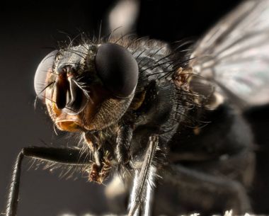 aşırı makro fly