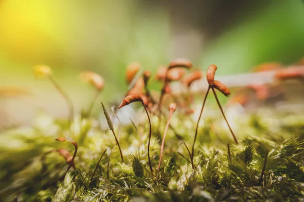 Litlle moss macro — Stock Photo, Image