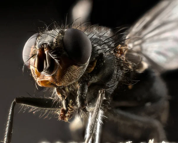 aşırı makro fly