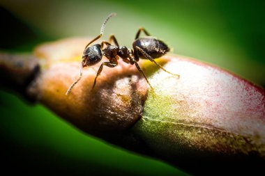 Karınca makro fotoğrafçılık