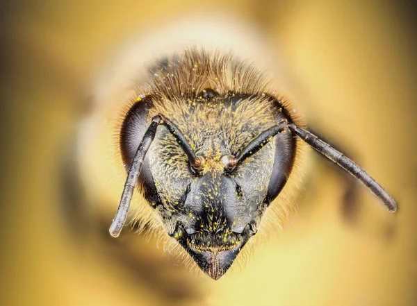 Голова пчелы — стоковое фото