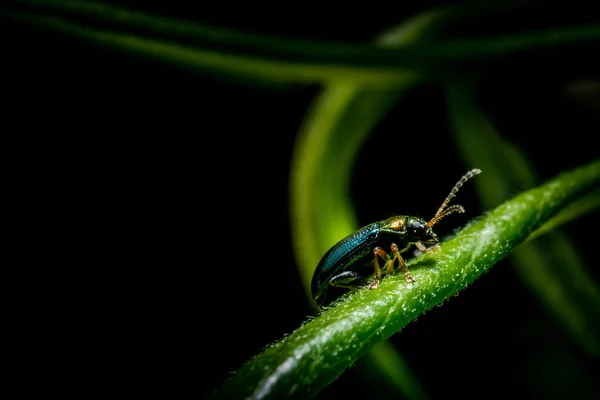 Pequeno bug metálico — Fotografia de Stock