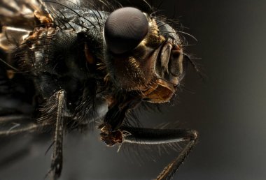 aşırı makro fly