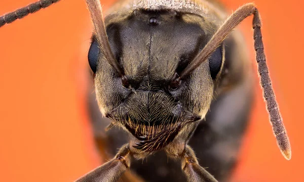 Голова муравья — стоковое фото