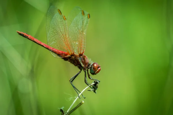 Dragonfly on grass — Stock Photo, Image