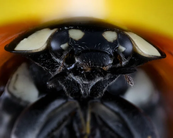 Marienkäfer extremes Makrofoto — Stockfoto