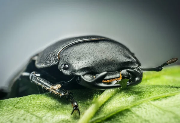 Young stag beetle