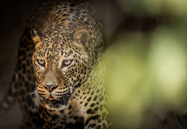 Little cats predator named the Jaguarundi (Puma yagouaroundi) from