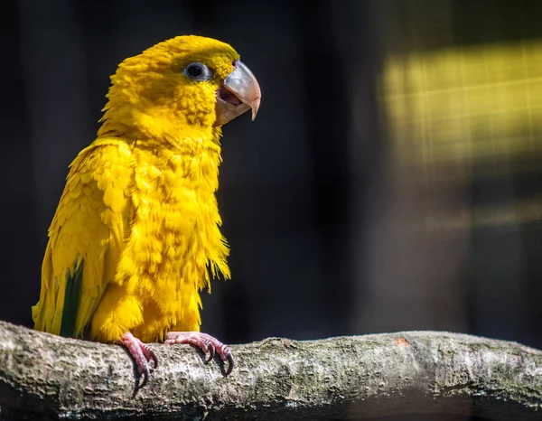 Loro Perico dorado —  Fotos de Stock