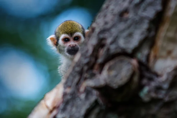 Singe écureuil commun — Photo