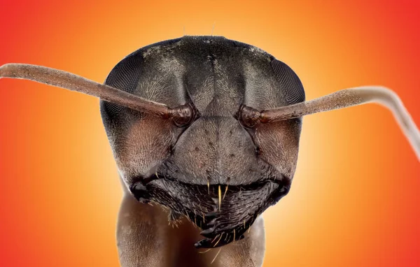 Head of ant — Stock Photo, Image