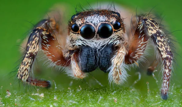 Örümcek makro atlama — Stok fotoğraf