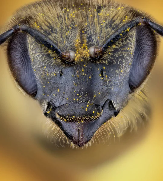 Kopf der Honigbiene — Stockfoto