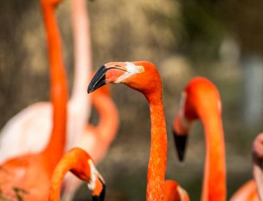 Flamingo sürüsü