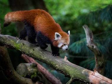 Red panda fotoğraf