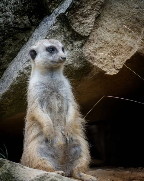 Retrato de suricata — Foto de Stock