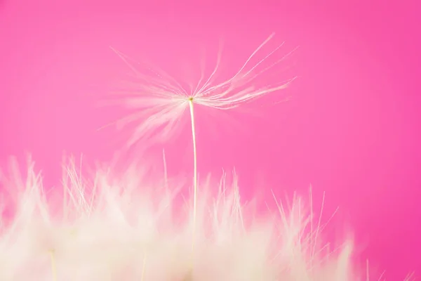 Seed of dandelion — Stock Photo, Image