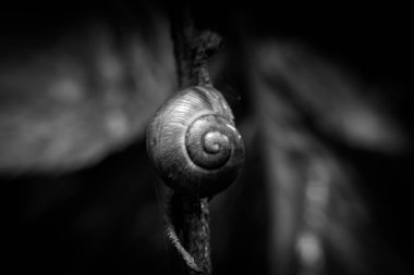 Cockleshell dal üzerinde