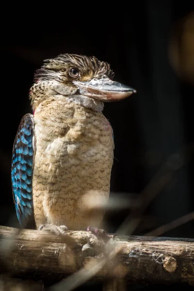 Kookaburra de alas azules —  Fotos de Stock