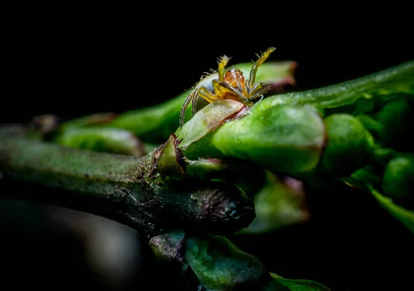 Макро-зелёный паук — стоковое фото