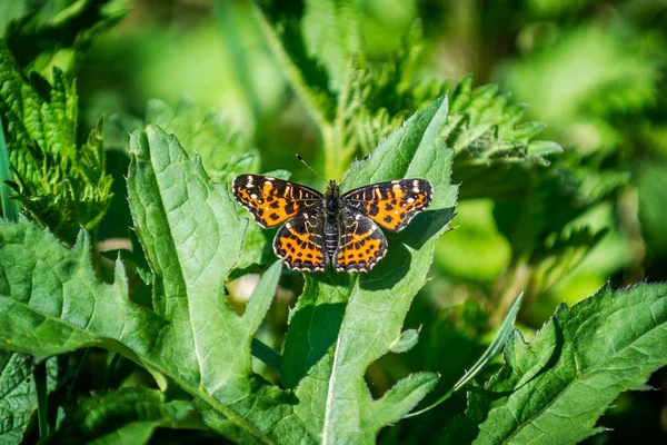 Orannge vlinder in het gras — Stockfoto