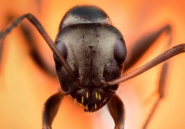 Hlava mravence makra — Stock fotografie