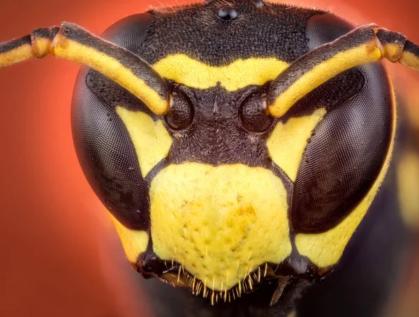 Голова осы — стоковое фото