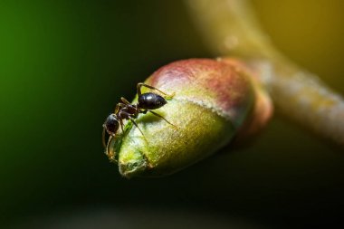 Karınca makro fotoğrafçılık