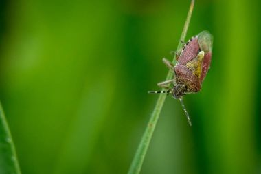kıllı yaban eriği kalkan hata
