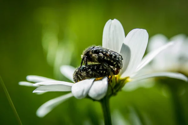 Skalbaggar på blomma — Stockfoto