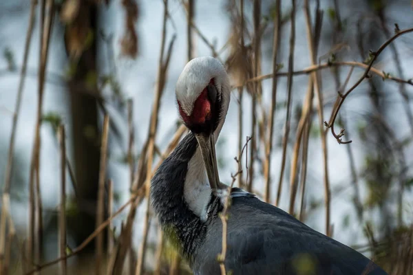 White-naped crane — Stock Photo, Image