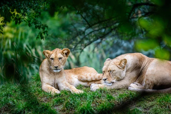 Dvě ženské lvi — Stock fotografie