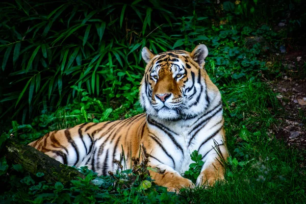 Amur tigris pihen — Stock Fotó