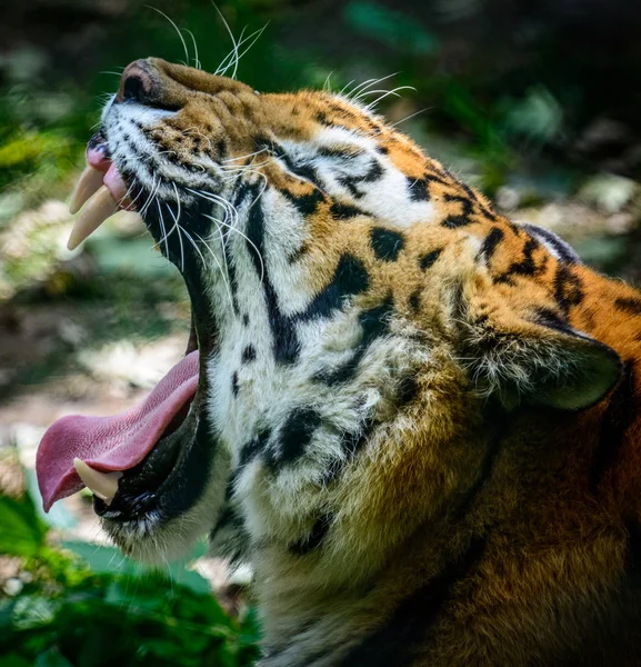 Зевный амурский тигр — стоковое фото